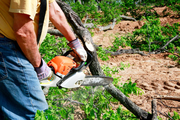 Best Professional Tree Care  in USA